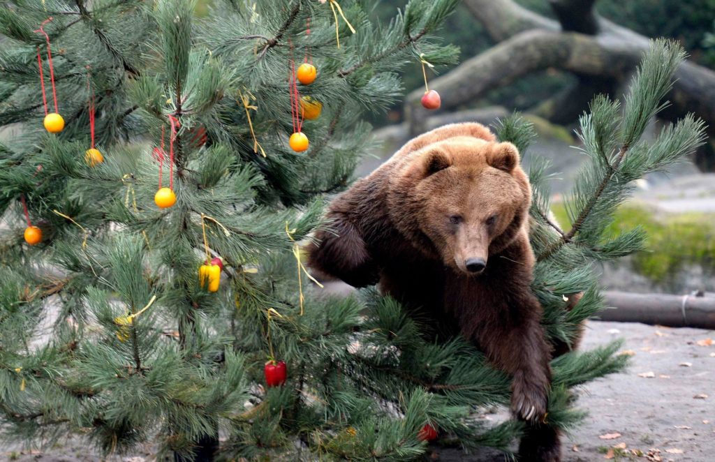 Vianoce v ZOO je atraktívne nielen pre deti ale aj pre dospelých.