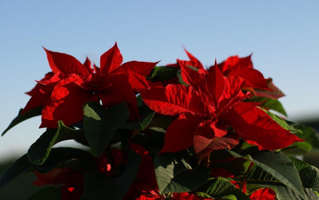 Červená vianočná hviezda ako typická sviatočná kvetina.