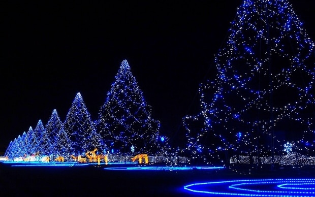 Fialovo svietiaca rada vianočných stromov na čiernom pozadí.
