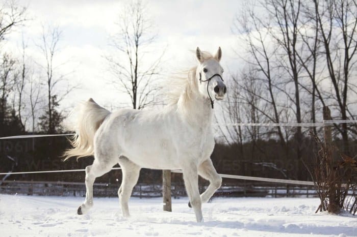 Biely kôň na snehu.