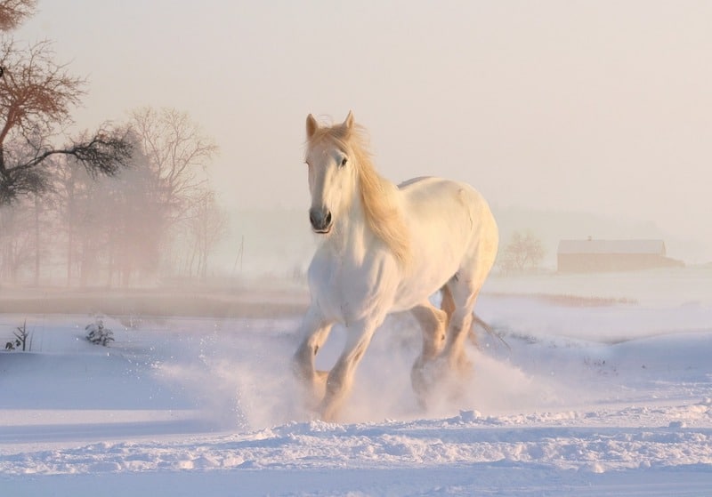 Krásny biely kôň klusá zasneženou lúkou.
