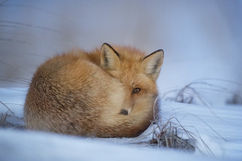Líška sa chúli v snehu, jedno oko má prikryté ohánkou.