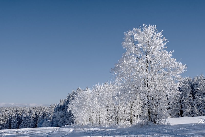 Nádherne omrznuté biele stromy na lúke.
