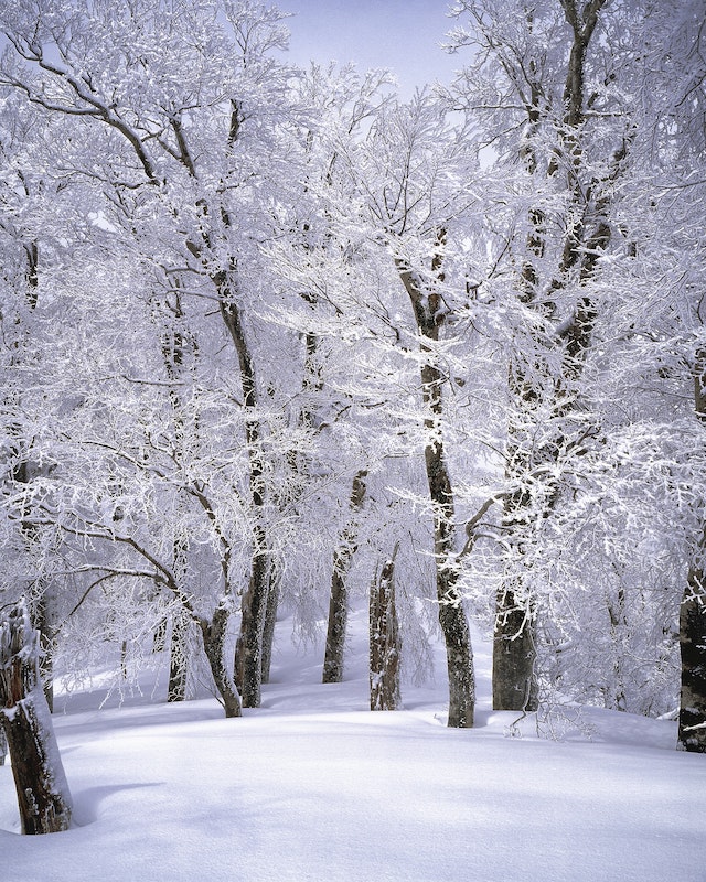Zasnežený les, ako krásná zimná tapeta na telefón.